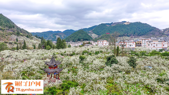 贵州沿河：春色醉人眼 李花如雪绽芳华。