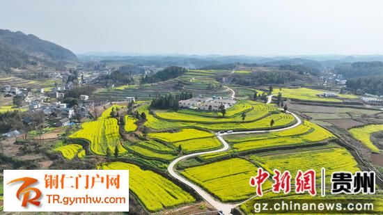 松桃县千亩油菜花开绘就田园春景图 松桃县千亩油菜花开绘就田园春景图