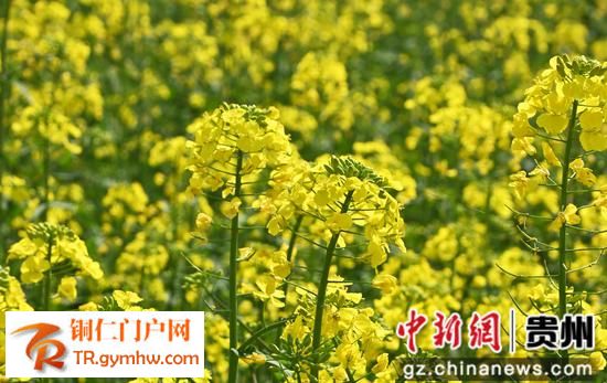 松桃县千亩油菜花开绘就田园春景图 松桃县千亩油菜花开绘就田园春景图