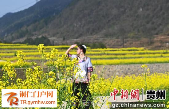 松桃县千亩油菜花开绘就田园春景图 松桃县千亩油菜花开绘就田园春景图