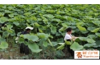 石阡：荷塘“翡翠面”飘香 小山村端稳“生