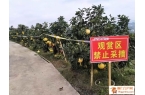 长堡镇：党建红引领产业绿 ，小柚果变身致